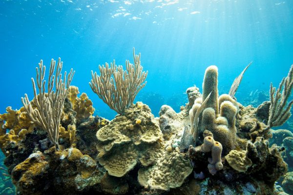Estudo revela que El Niño se intensifica com mudanças climáticas, segundo corais de Galápagos