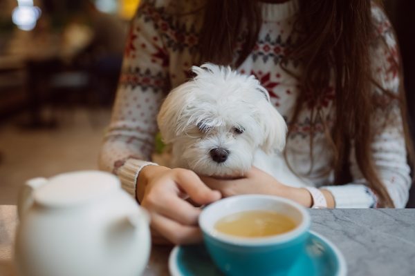 Especialista alerta sobre infusões seguras e tóxicas para cães