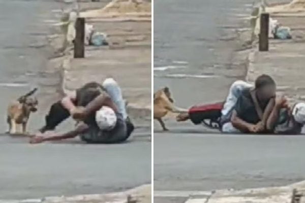 Cachorro Caramelo Intervém em Briga e Para Trânsito em Goiânia