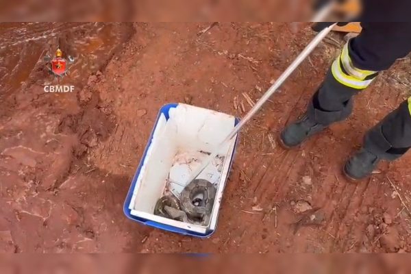 Jiboia ferida é resgatada após incêndio no Guará e levada para hospital