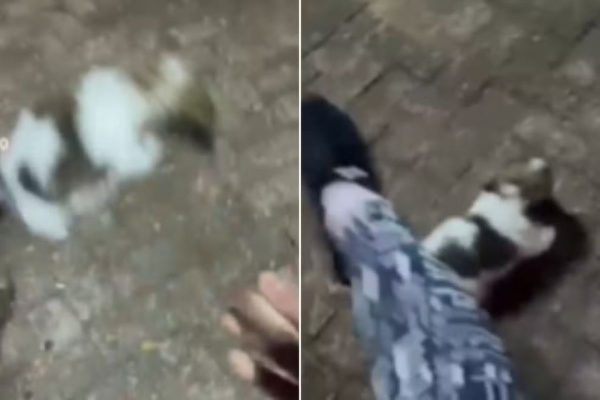 Influenciadora Maria Gabriela Cervantes Pereira é Presa por Maus-Tratos a Filhote de Shih Tzu