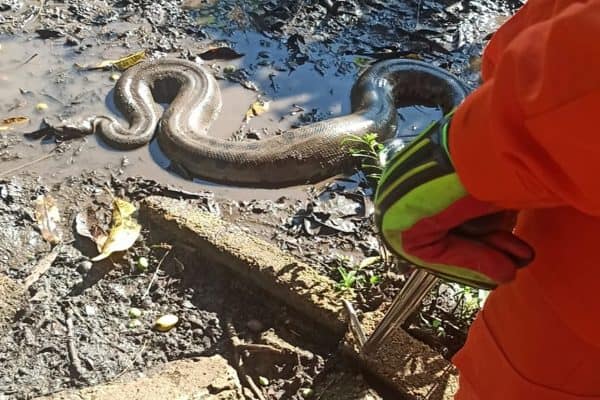 Bombeiros resgatam sucuri de 3,5 metros no quintal de uma casa em Itumbiara