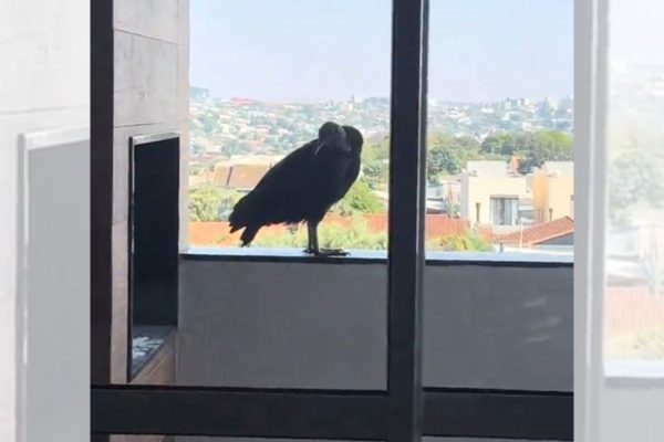 Mulher encontra urubu com ovo em churrasqueira e é impedida de mexer no ninho
