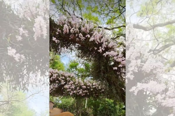 Idoso transforma rodovia em jardim com orquídeas cultivadas em árvores