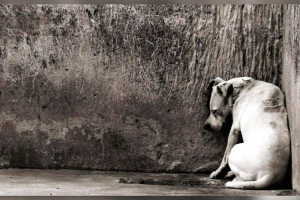 Cachorros mortos em briga por herança em MG; vereador e deputado pedem investigação