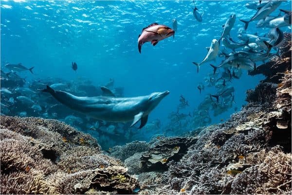 Golfinho “ladrão de comida” faz peixes regurgitarem para roubar refeição, dizem cientistas