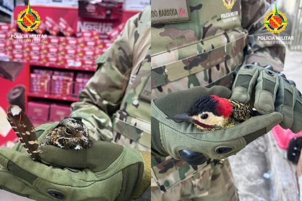 Aves nativas do Cerrado são resgatadas feridas em dois locais no DF