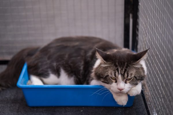 Luz negra facilita limpeza de urina de gatos ao revelar manchas invisíveis