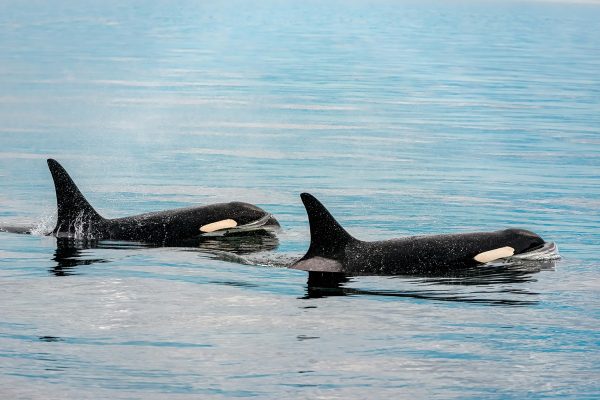 Orcas não atacam humanos na natureza devido à dieta especializada