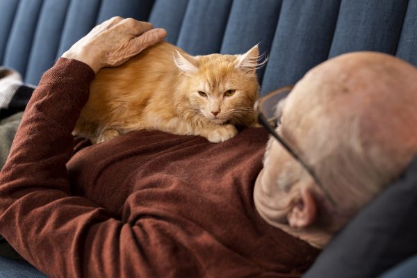 “Amassar pãozinho”: gesto dos gatos vai além do carinho entre pet e tutor