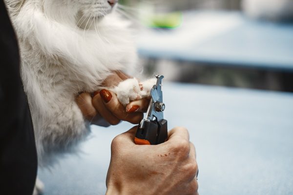 Cortar as unhas dos pets previne doenças e lesões graves