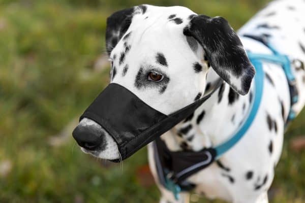 Focinheira: Acessório Essencial para Evitar Acidentes Diários com Pets