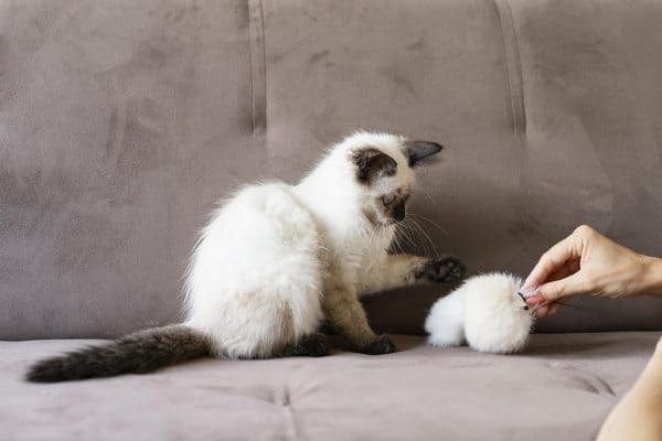 Escovação de gatos ajuda a prevenir bolas de pelo e problemas de saúde