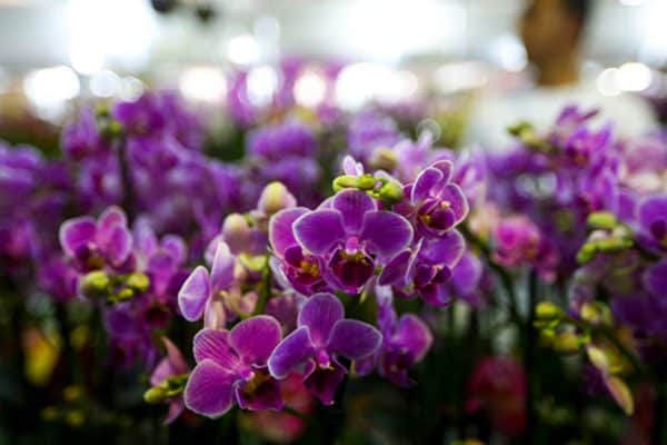 Três Dicas Essenciais para Manter Orquídeas Vivas por Anos