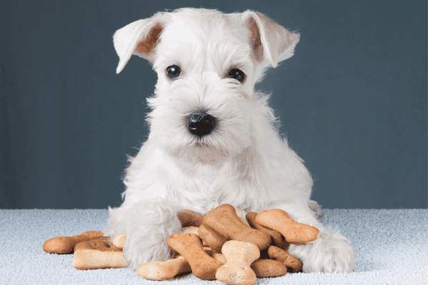 Petiscos para cães: dicas da veterinária Sylvia Rocha sobre opções e cuidados