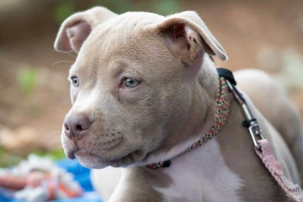 Filhotes de pit bull com chapéus de cowboy viralizam e são adotados rapidamente