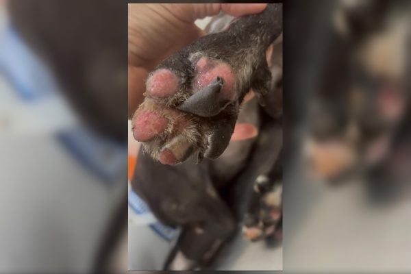 Cão resgatado em incêndio no DF sofre queimaduras em 55% do corpo e perde um olho