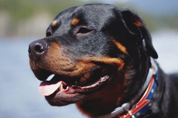 Mulher de 73 anos é atacada por rottweilers e perde as orelhas em SP