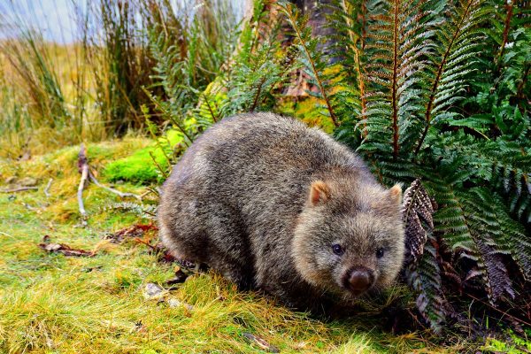 Wombat: marsupial peculiar produz fezes em cubos e usa traseiro como defesa