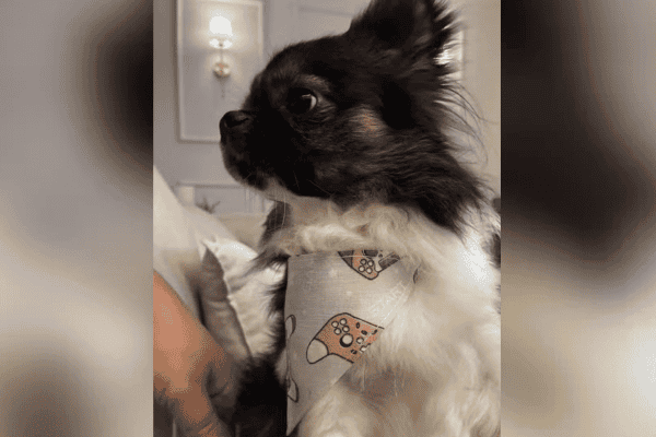 Chihuahua morre após ser atacado por pitbull em Mongaguá