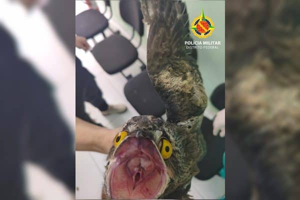 “Ave-fantasma da Amazônia é encontrada ferida em apartamento no DF”
