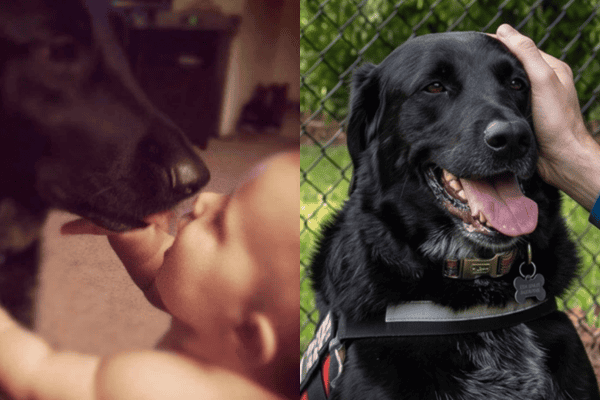 Herói! Cachorro salva bebê de maus tratos provocados pela babá