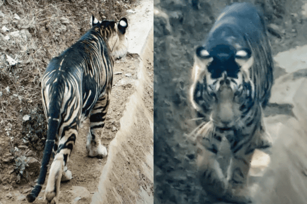Primeiro tigre “totalmente preto” é encontrado. Veja as fotos impressionantes!
