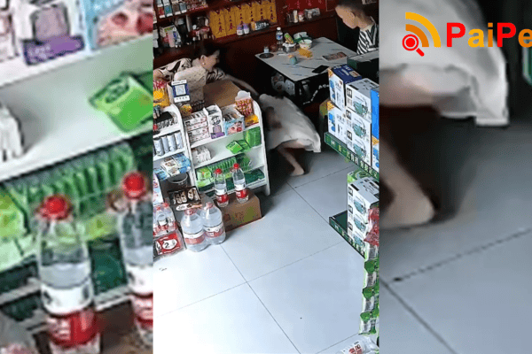 Gato aparece com cobra na boca dentro de loja e assusta todo mundo