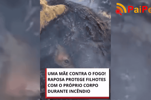 Uma mãe contra o fogo! Raposa protege filhotes com o próprio corpo durante incêndio