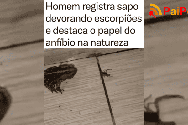 Homem registra sapo devorando escorpiões