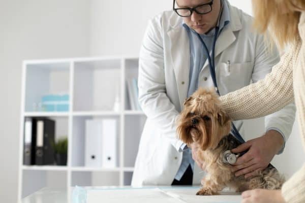 Prevenção e diagnóstico precoce são essenciais no combate ao câncer em cães