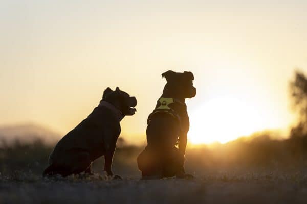 Calor Extremo: Cuidados Essenciais para Evitar Hipertermia em Pets