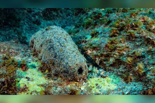 Estudo revela que pepino-do-mar pode viver mais de 120 anos