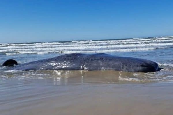 Carcaça de Baleia em Praia Representa Perigo Mecânico e Biológico