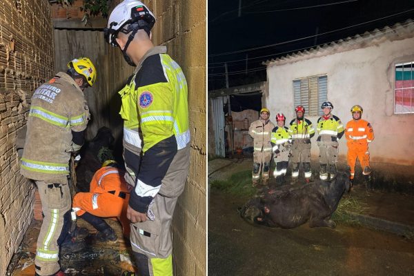 Vaca é resgatada após queda de 5 metros em quintal em Montes Claros