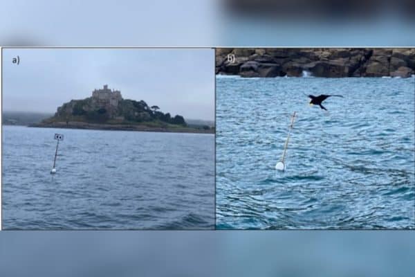 Dispositivos flutuantes ajudam a salvar aves marinhas na Inglaterra