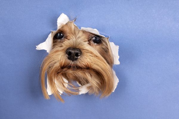 Ajustes na dieta e rotina dos pets são essenciais para saúde