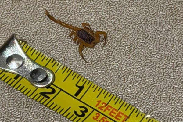 Infestação de escorpiões em prédio na Asa Norte preocupa moradores