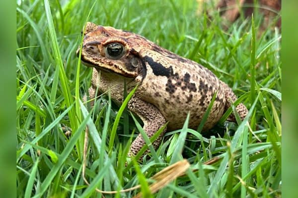 Sapo cururu atacado por cão em MG se recupera e pode voltar à natureza