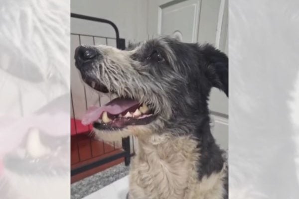 Cães Abandonados Esperam por Tutores que Nunca Retornaram