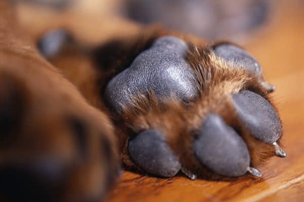 Estruturas Escondidas nas Patas dos Cães: Importância para o Bem-Estar Animal