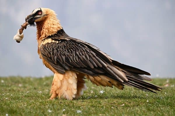 Abutres-barbudos: aves que se alimentam de ossos e são essenciais para o ecossistema