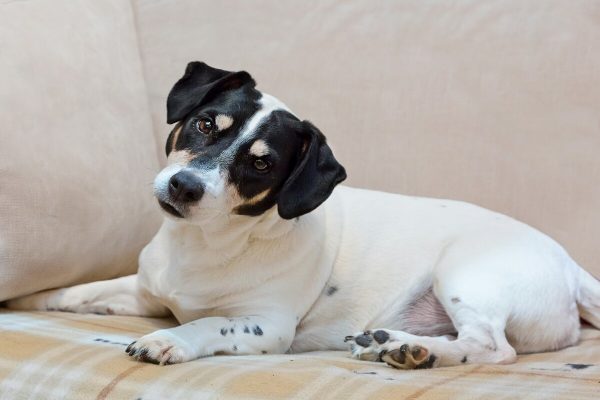 Negligência diária é um tipo de maus-tratos a animais de estimação