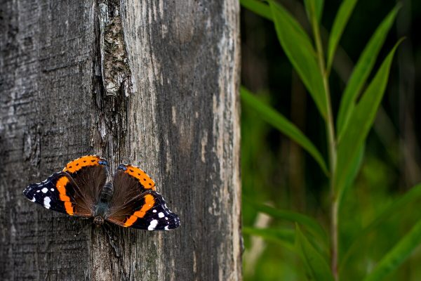 Borboleta Vanessa: Cores e Metamorfose Garantem Sobrevivência