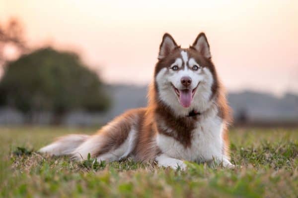 Mulher em Ceilândia é condenada por arrastar husky siberiano no asfalto