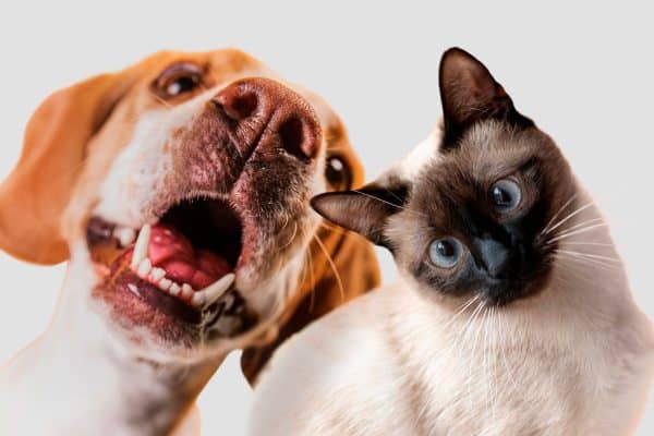 Novo pet em casa: dicas para evitar conflitos e facilitar a adaptação