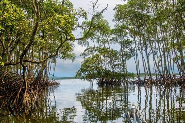 Manguezais: Armazenamento de Carbono Azul e Proteção Costeira no Brasil