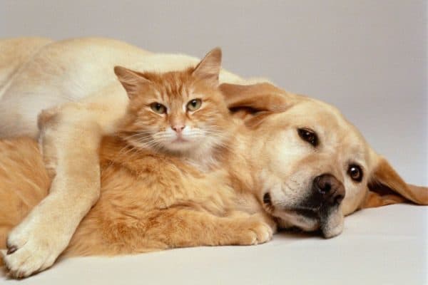 Feira de Adoção de Cães e Gatos será realizada em Contagem neste sábado
