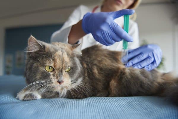 Dia Nacional da Vacinação: Proteção Essencial para Cães e Gatos