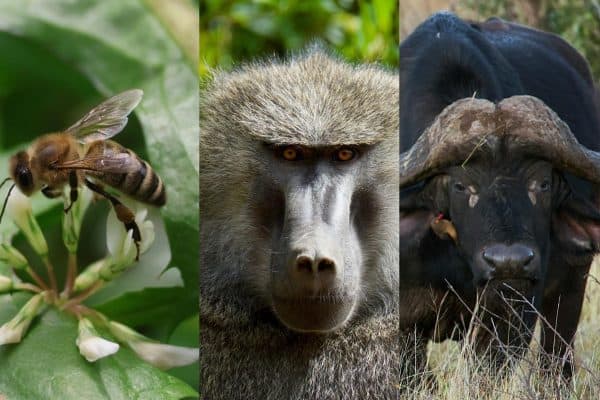 Animais também fazem “votações” na natureza para decisões coletivas